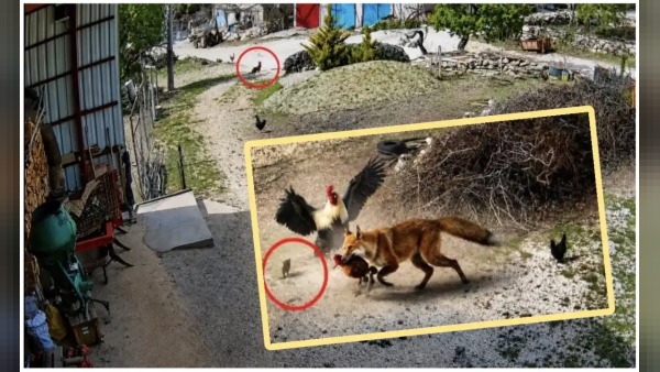 Tilki tavuğu yakaladı: Horozun müdahalesi o anı kameraya aldı