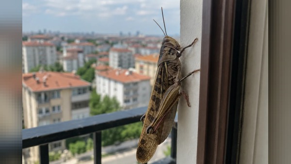 Trakya ve İstanbul’un batısında dev çekirge görüntüleri: Kocaeli’de de görüldü