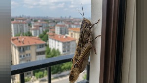 Trakya ve İstanbul’un batısında dev çekirge görüntüleri: Kocaeli’de de görüldü