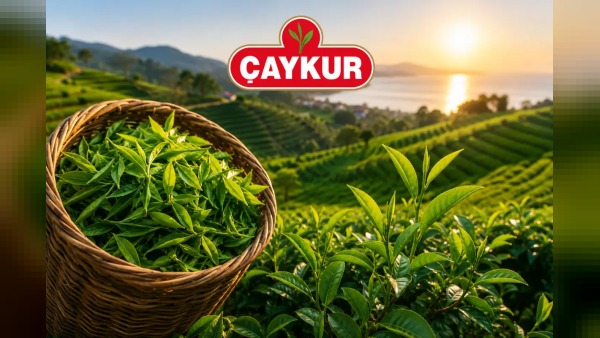 ÇAYKUR’dan yaş çay hasadı uyarısı: Benzinli motor kullananların üreticiliği askıya alınacak