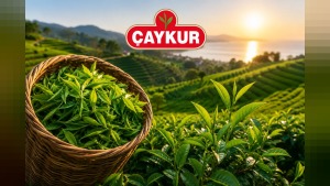 ÇAYKUR’dan yaş çay hasadı uyarısı: Benzinli motor kullananların üreticiliği askıya alınacak