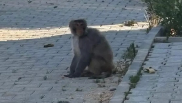 Serinyol Mahallesi’nde görülen maymun yakalandı: Tarsus Doğa Parkı’na sevk