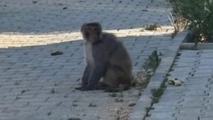 Serinyol Mahallesi’nde görülen maymun yakalandı: Tarsus Doğa Parkı’na sevk