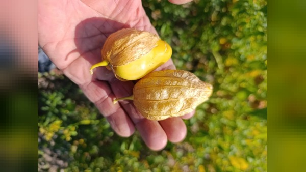 Beypazarı’nda çiftçinin yeni hedefi: serada tomatillo üretimi başladı