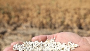 Nilüfer'de kuraklığa karşı alternatif ürün hamlesi: İlk aspir bitkisi hasadı yapıldı!