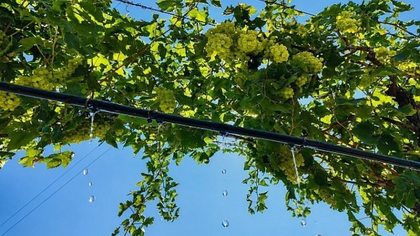 Alaşehir Ovası'na müjde: DSİ'nin dev sulama projesiyle milli ekonomiye yılda 761 milyon TL katkı!