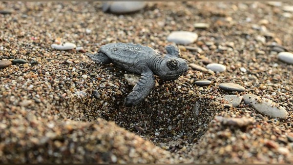 Antalya’da caretta caretta yavruları denizle buluşmaya hazırlanıyor: 4 bin 500 yuvada takip sürüyor