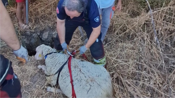 Altıeylül Ortamandıra’da kuyuya düşen koyun ekiplerce kurtarıldı