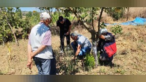 Balıkesir’de tarla faresi uyarısı: üreticiler kontrol ve doğru zamanda mücadeleye çağrıldı