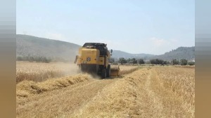 Çiftçilerin hesaplarına tarımsal destekleme ödemeleri aktarılacak