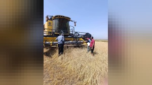 Kars’ta biçerdöver denetimleri sıklaştırıldı: dane kaybı hedefi