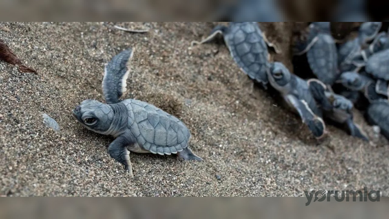 Samandağ’da yeşil deniz kaplumbağası yavruları kuluçkadan çıktı, Akdeniz’e gidiyor