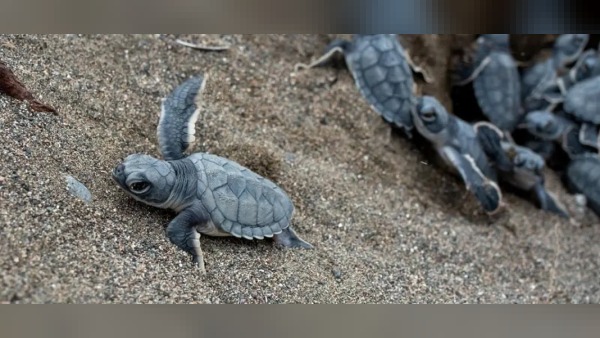 Samandağ’da yeşil deniz kaplumbağası yavruları kuluçkadan çıktı, Akdeniz’e gidiyor