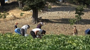 Kahramanmaraş’ta depremzede kabaktan geçimini sağlıyor: 15-20 TL