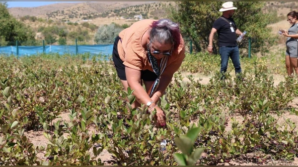Kapadokya'da Bir İlk: Turistler Avanos'ta Aronya Hasadına Katıldı