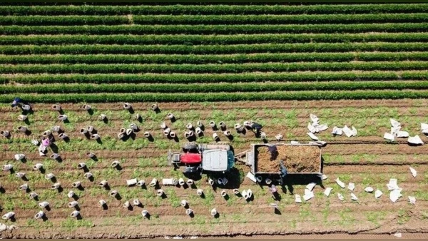 Tarım ve Orman Bakanlığı'ndan Kırsalda 11,3 Milyar Liralık Hibe Desteği