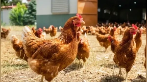 TÜİK Temmuz 2024 Kümes Hayvancılığı Verilerini Açıkladı: Tavuk Eti ve Yumurta Üretiminde Artış