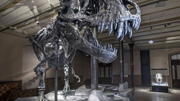 Bilim İnsanları Açıkladı: T-Rex Sıcakkanlı ve Vücut Isısı 36 Dereceydi