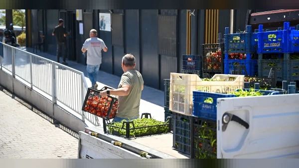 Bornova Belediyesi'nden Tarım Hamlesi: 20 Dönümlük Tarlada Hasat Başladı