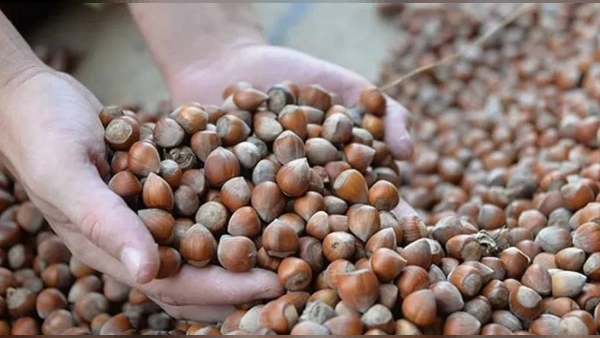 Ticaret Bakanlığı'ndan Fındık Borsalarına Sıkı Denetim: Müfettişler Görevlendirildi