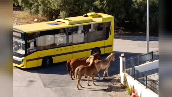 Mudanya'da Başıboş Atlar Trafiği ve Can Güvenliğini Tehlikeye Attı