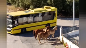 Mudanya'da Başıboş Atlar Trafiği ve Can Güvenliğini Tehlikeye Attı