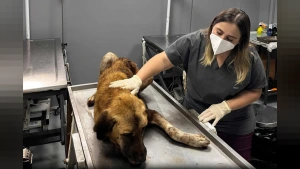 Ordu'da Ağzına Çengel Takılan Köpek Kurtarıldı: Yeni Yuvası Aranacak