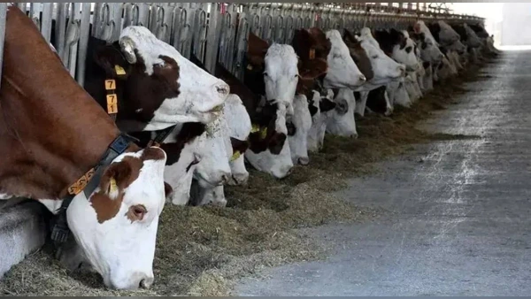 Tarım ve Orman Bakanlığı Haziran Ayı Hayvan Varlığı İstatistiklerini Açıkladı