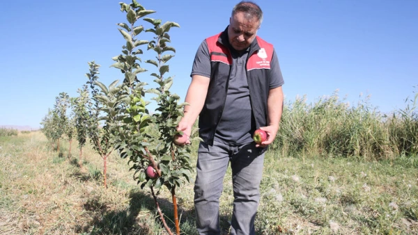 Van'da Tarıma Büyük Destek: 5 Yılda 4.5 Milyon Fidan Toprakla Buluştu