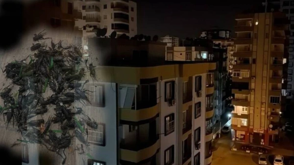 Adana'da Cırcır Böceği İstilası: Vatandaşlar Uykusuz Geceler Yaşıyor