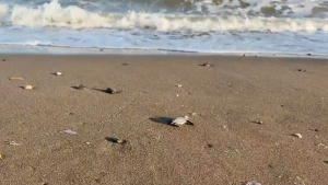 Mersin'de 100 Bin Deniz Kaplumbağası Yavrusu Akdeniz'in Mavi Sularına Ulaştı