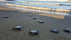 İztuzu Sahili'nde Caretta Caretta Sezonu Tamamlandı: 30 Bin Yavru Mavi Sularla Buluştu