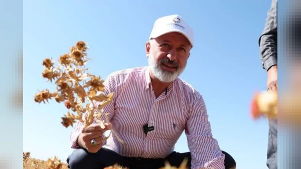 Kayseri Kocasinan'da Aspir Hasadı: Belediyeden İhtiyaç Sahiplerine Yağ Desteği