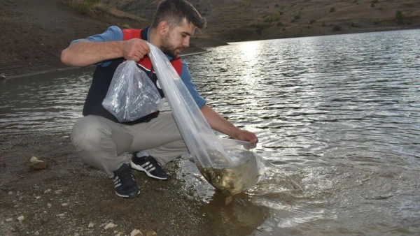 Bayburt Göletlerine 150 Bin Sazan Yavrusu Bırakıldı