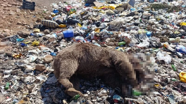 Bingöl'de 3 Bozayı Ölü Bulundu: Soruşturma Başlatıldı