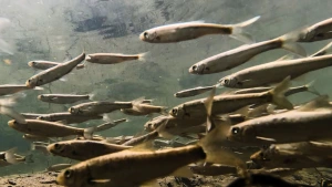 Tunceli'de Kırmızı Benekli Alabalık Avı Yasaklandı: 1 Ekim-28 Şubat Tarihlerine Dikkat!