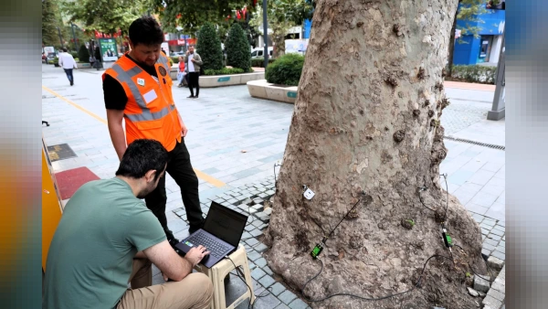 Kocaeli'de Anıt Ağaçlar İçin Bilimsel İnceleme Başlatıldı