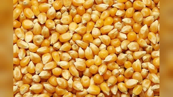 TİGEM Dalaman 1.400 Ton Dane Mısırı İhaleyle Satışa Çıkarıyor