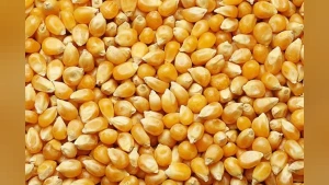TİGEM Dalaman 1.400 Ton Dane Mısırı İhaleyle Satışa Çıkarıyor