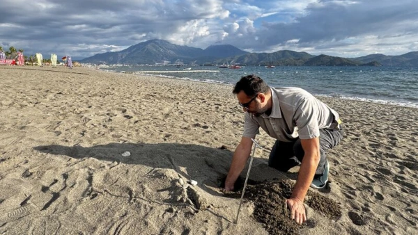 Fethiye'de yaklaşık 6 bin caretta caretta yavrusu denize ulaştı