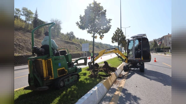 Adapazarı-Serdivan Tramvay Hattı Projesi'nde İlk Adım Atıldı: Manolya Ağaçları Taşınıyor