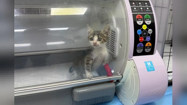 Bandırma'da Şiddet Gören Yavru Kedi Tedaviye Alındı