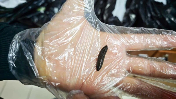Kayseri Havalimanı'nda 25 bin canlı sülük ele geçirildi