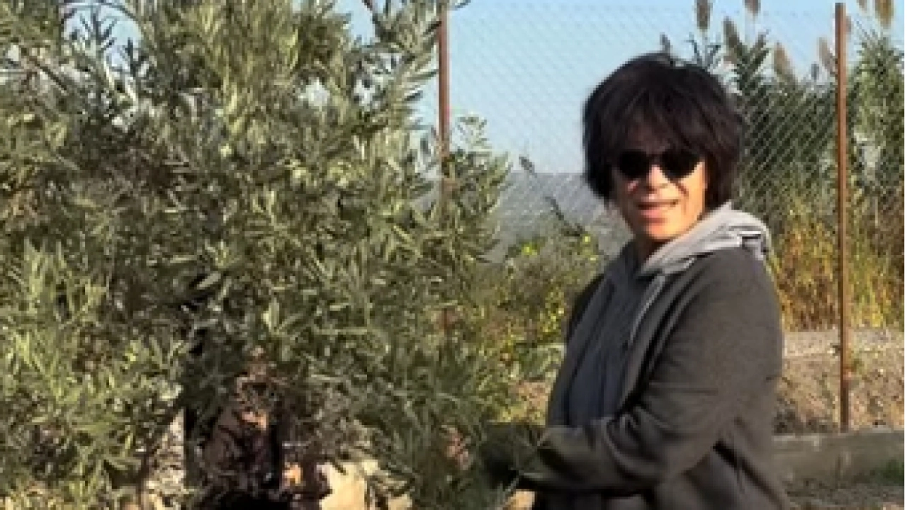 Filiz Taçbaş İzmir'deki çiftliğinde zeytin hasadına başladı