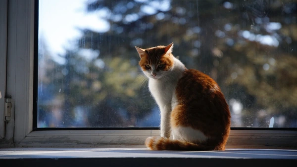 Konya'da kedi tüyü tartışması: 2 yaralı