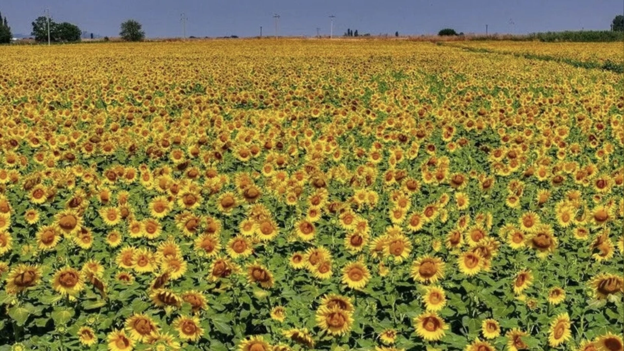 TİGEM ALTINOVA TARIM İŞLETMESİ 211,9 TON YAĞLIK AYÇİÇEĞİ SATACAK
