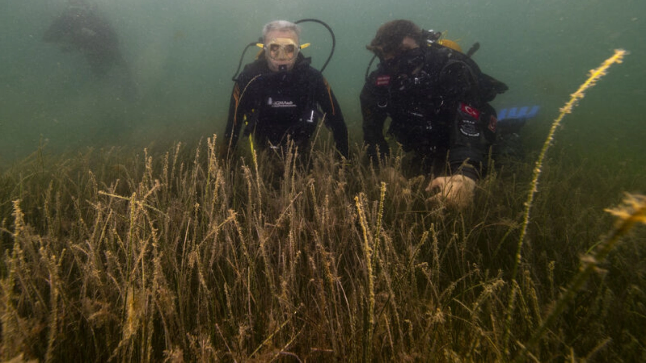 Tuzla'da deniz çayırları ve pinalar kayıt altına alındı