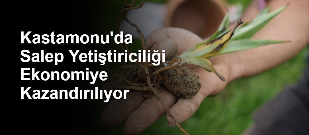 Kastamonu'da Salep Yetiştiriciliği Ekonomiye Kazandırılıyor