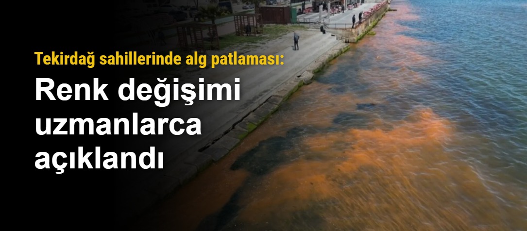 Tekirdağ sahillerinde alg patlaması: Renk değişimi uzmanlarca açıklandı