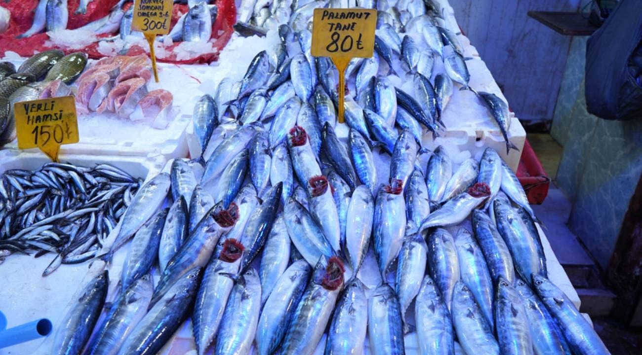 Samsun’da palamut bolluğu: 50-150 TL’den düşüş beklentisi